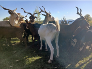 Image / illustration